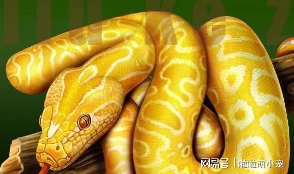 梦到被蛇咬，深层次的心理隐喻与解析