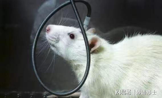 梦境解析，黑色大老鼠的深层含义与心理暗示