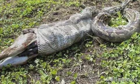 梦境解析，从蛇的繁衍到生命之流的象征意义