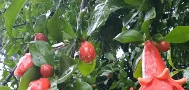 梦见买水果，梦境中的甜蜜预兆与现实生活的微妙联系