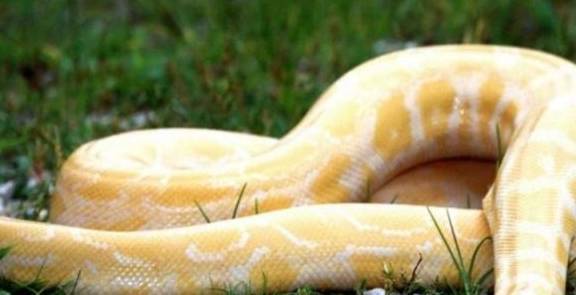 梦到自己被蟒蛇吞了，深层解析与心理启示