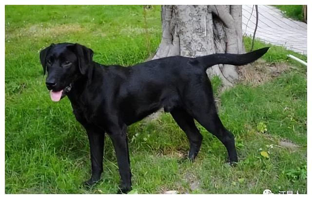 黑狗之梦，右手被咬与内心深处的警醒