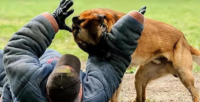 梦境解析，梦见被狗追咬，然后将其打死的深层含义