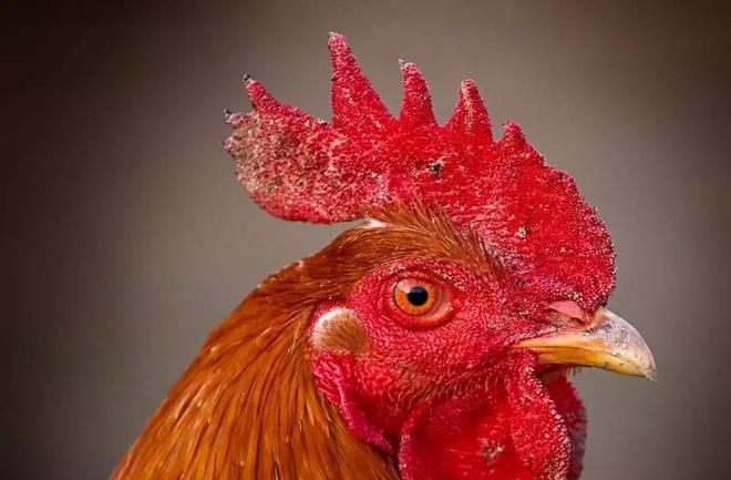 梦见母鸡连下三颗旦，寓意丰富，解读梦境中的吉祥预兆