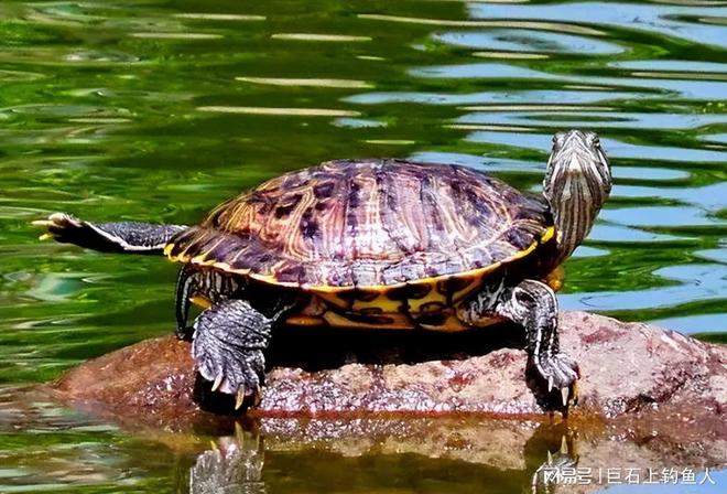 梦境的深意，准爸爸梦见生男孩与放生乌龟的寓意解析