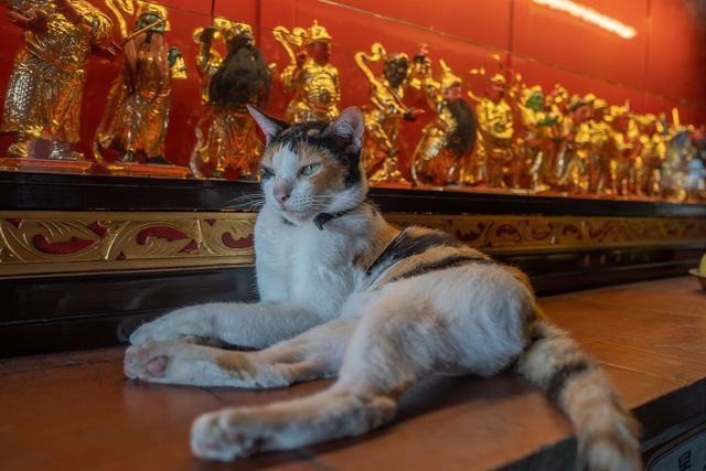 梦境解析，毒蛇咬犬续及人——一场关于恐惧、保护与自我觉醒的深夜寓言