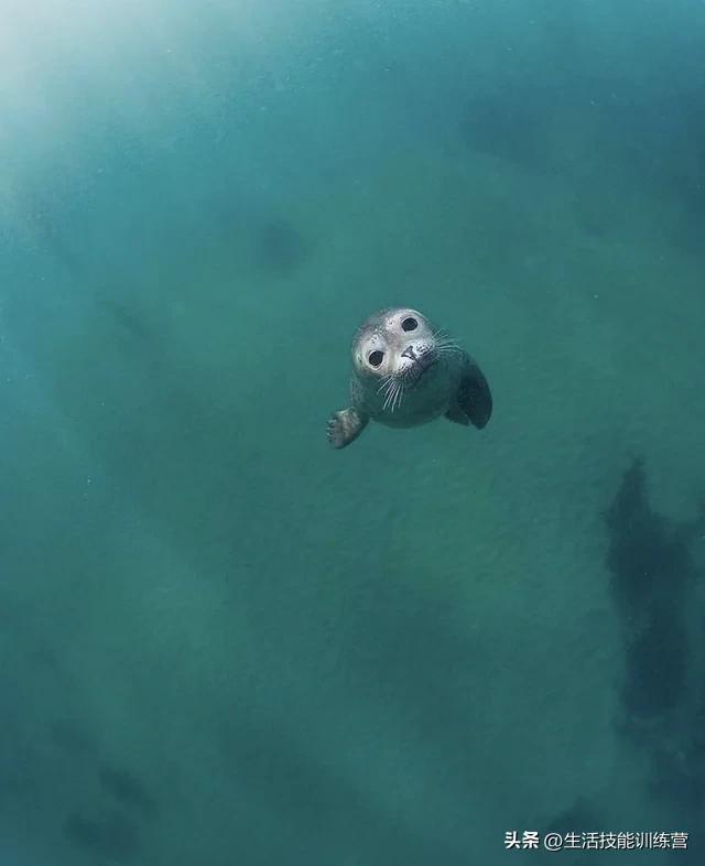 男人梦见大蟒蛇卧在哪不动，潜意识的隐喻与心灵深处的启示