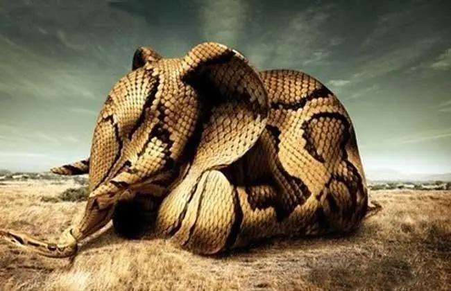 梦见打蛇死是什么号码，解读梦境与数字的神秘联系