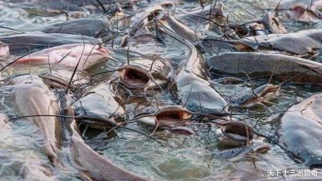 灶台前的生命之鱼，一场关于生存与重生的梦境解析