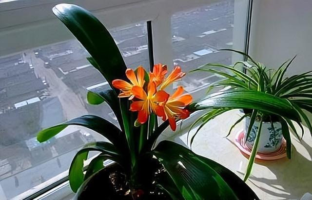 梦境奇趣，解读梦到仙人掌开花的深层含义与预兆