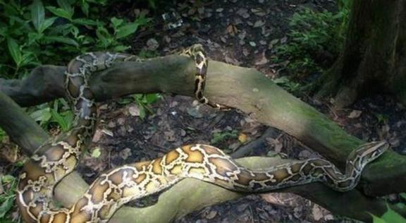 梦境交织，被蛇咬与捕蛇人的寓意解析