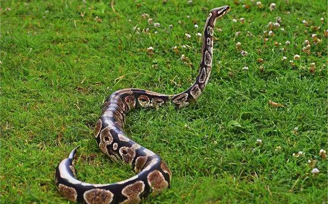 梦见一只狗、一只鸡、一条蛇，鸡吃蛇后追着我咬的梦境解析