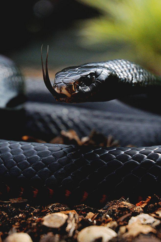 梦到蛇上身，神秘寓意的深度解析