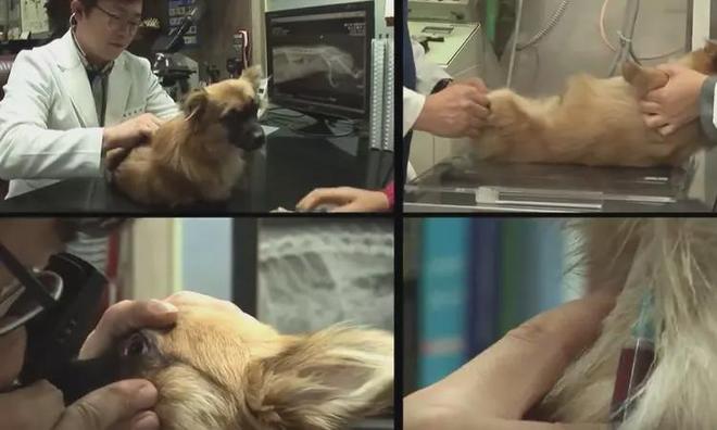 梦的解析，出远门时腿被狗咬伤的深层含义与心理暗示