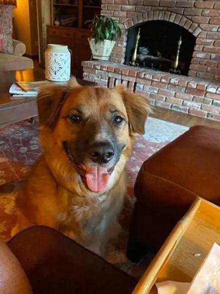 梦见狗咬自己的亲人，梦境背后的深层含义与解读