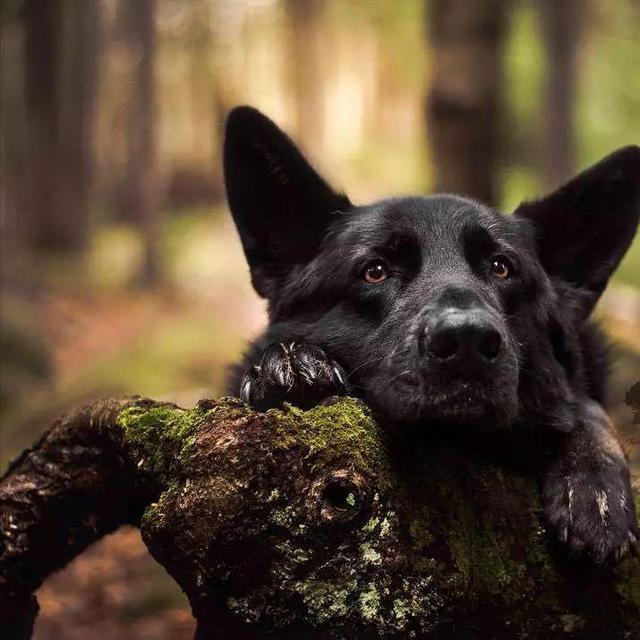 梦境解析，为何梦见黑狗赶不走，它究竟意味着什么？