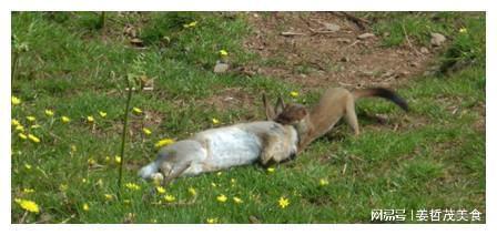 梦回昨夜，追逐与拥抱——解析梦中兔变黄鼠狼与意外怀抱的深层含义