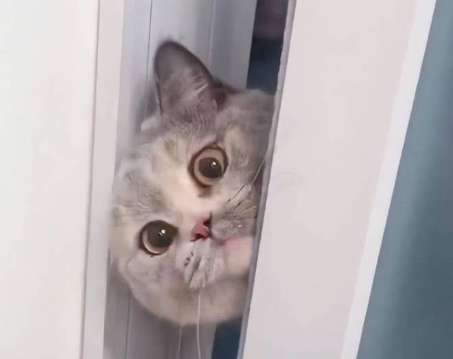 梦见上厕所厕所很脏苍蝇哄哄，解读梦境中的隐喻与象征