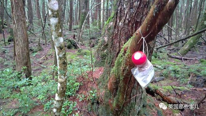 飞机杯在日本售价有人往日本自杀森林投放大量飞机杯，想让人进入贤者模式，从而放弃自杀？？插图11