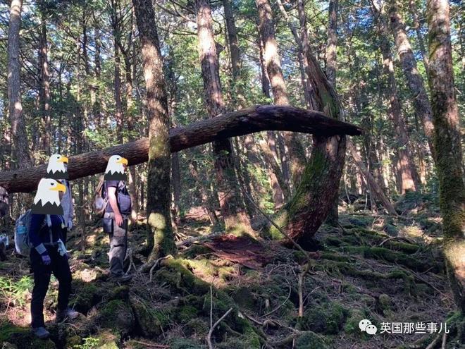 飞机杯在日本售价有人往日本自杀森林投放大量飞机杯，想让人进入贤者模式，从而放弃自杀？？插图