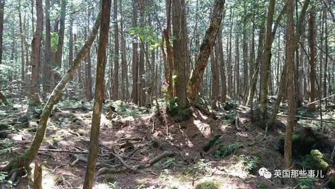 飞机杯在日本售价有人往日本自杀森林投放大量飞机杯，想让人进入贤者模式，从而放弃自杀？？插图8