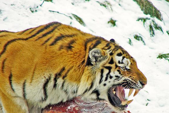 梦见老虎，解读梦境中的力量与恐惧