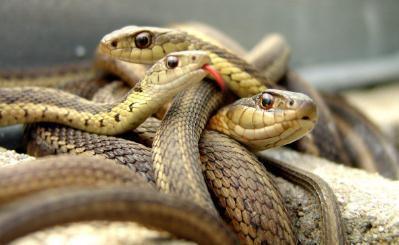 梦回现实，解析梦见好多蛇爬到我身上没咬我，后来在我家找到蛇窝的深层含义