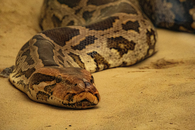 女人梦见白色大蟒蛇还被它咬了，梦境背后的深层含义与解析
