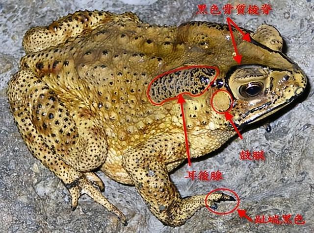 梦见2只大蛤蟆和一只白色的狗，探索梦境中的神秘象征与心灵启示