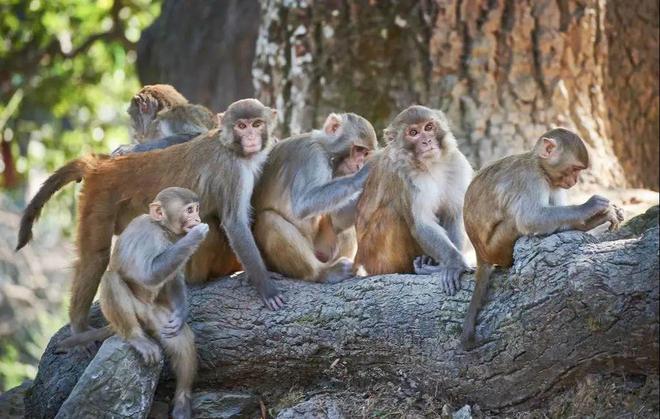 老是梦到猴子，是何种预兆？