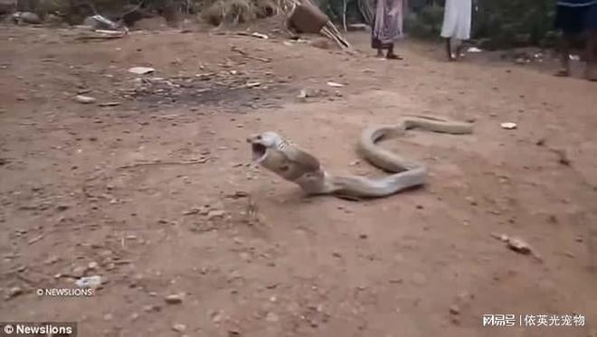 梦见蛇和狗打架，一场梦境中的较量与启示