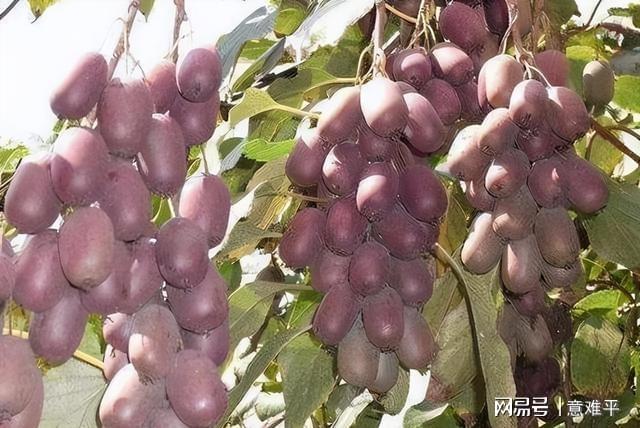 梦境中的甜蜜果实，梦见枣的深层含义与解析
