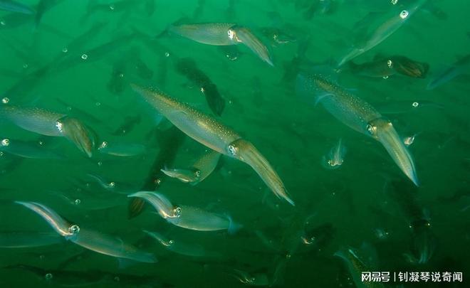 梦到抓了一条快死的鱼，探索梦境背后的深层含义