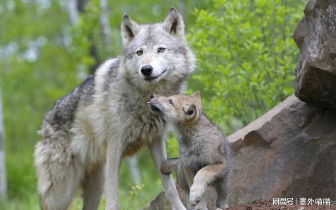 梦境奇缘，小狗与龙角——一场关于融合、启示与内心深处的对话