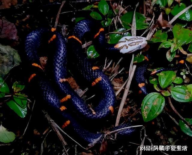 昨晚上梦见被蛇咬，解读梦境中的隐秘信息