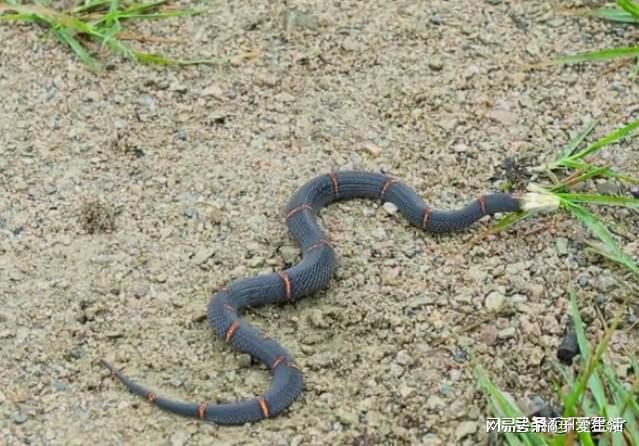 梦境中的隐秘警示，梦见家里养活一条蛇不敢回家睡觉