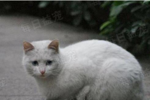 梦见白猫，梦境背后的深层寓意与心灵启示