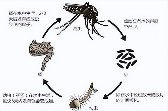 梦境中的奇遇，小蛇变大咬人，我紧握其颈的深层解读