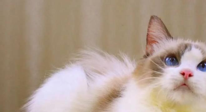 揭秘梦境奥秘，为何会梦到猫与我对话？