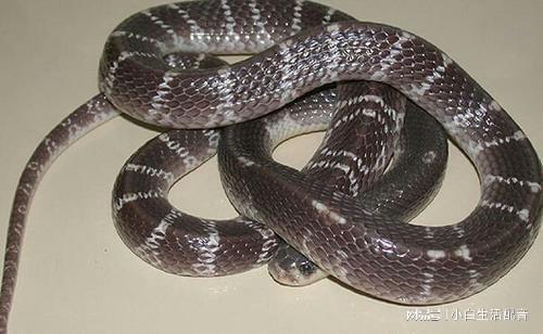 睡梦梦到蛇，古老征兆与现代解读的交织