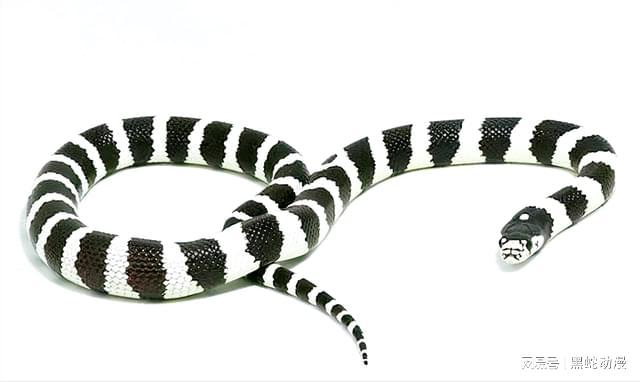 梦境迷雾，金色与白色眼镜蛇的寓言之旅