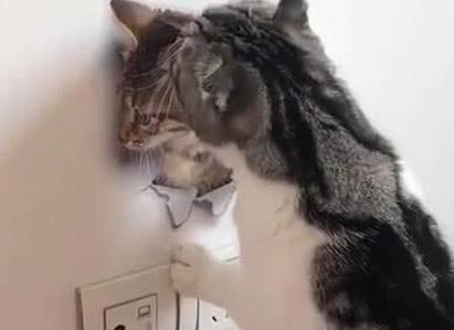 梦见抱着猴子被猫咬了，探索梦境背后的深层含义