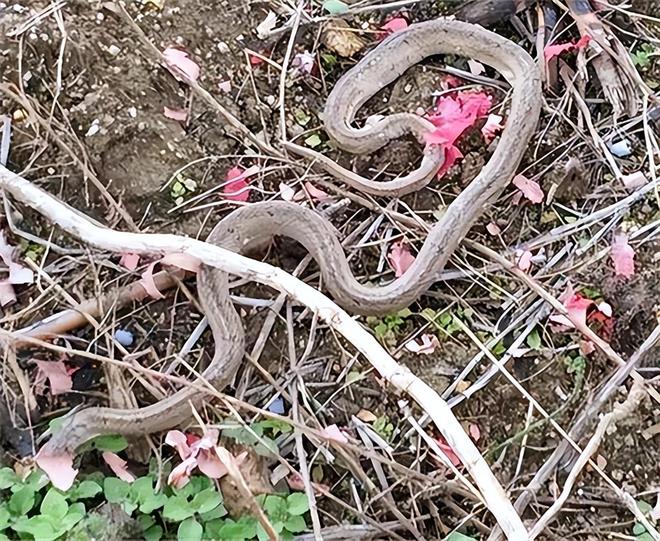 梦见大红色的蛇追着我跑，潜意识中的警示与启示