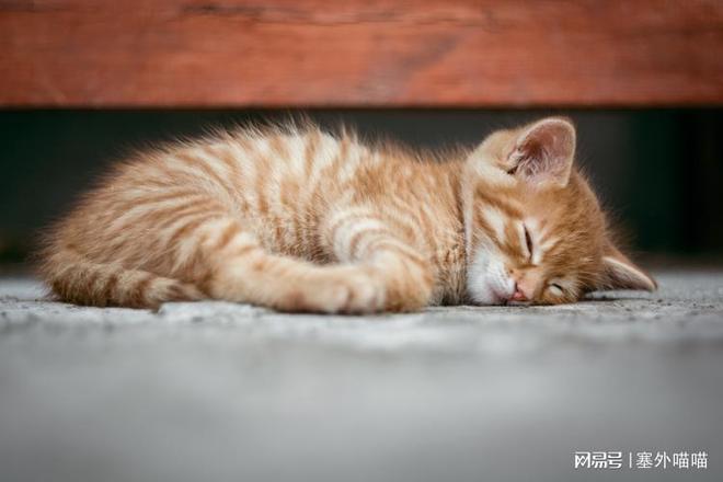 梦境迷踪，解析梦见打死一只猫，另一只猫来咬我的深层含义