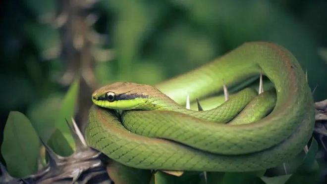 昨晚梦到2条蛇，梦境背后的深层含义与解析