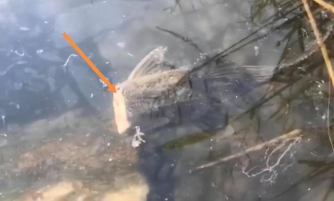 梦境之河，黄色水面与死亡之鱼的寓言——解析梦见河水是黄色的面上还死了好多鱼的深层含义