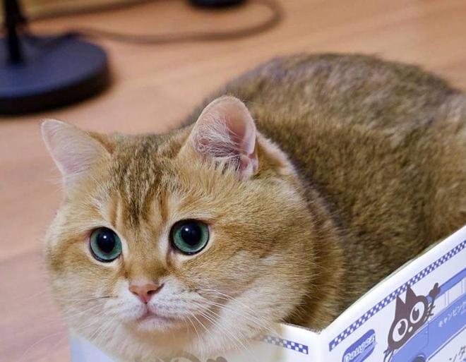 梦境迷踪，解读做梦梦见猫，我吓了一跳，猫也跑了的深层含义