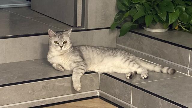 梦到猫咬我，梦境背后的深层含义与解析