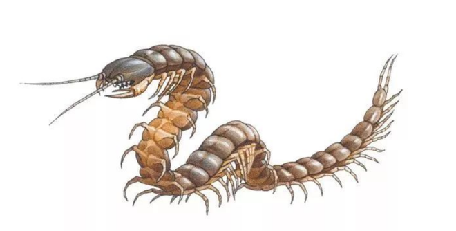 梦境中的蜈蚣与母爱的力量，解析梦见自己和妈妈遇见巨大蜈蚣的深层含义