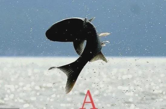 梦境之舞，鱼跃入怀的深意——解析梦见一条鱼自己跳到我老公怀抱的预兆与启示